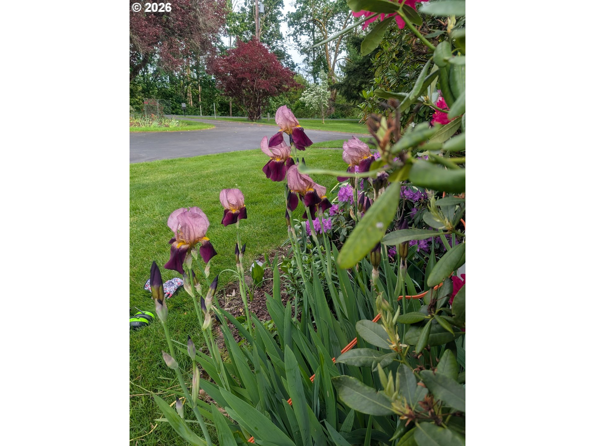570 Drews Prairie Road Winlock, WA 98596 - Photo 13 of 41 a close up of a flower