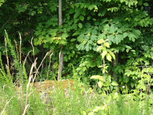 10 63 Ac Turkey Ridge Road Byrdstown, TN 38549 - Photo 11 of 17 Gallery Image 11