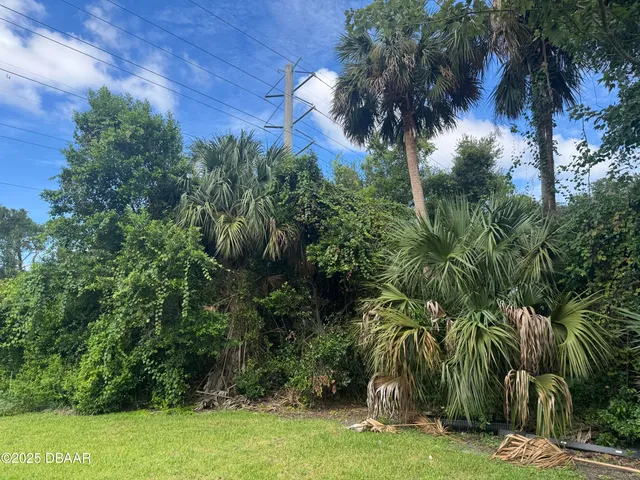 a view of a palm trees