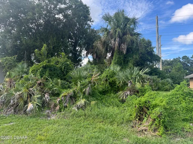 a view of a lush green forest