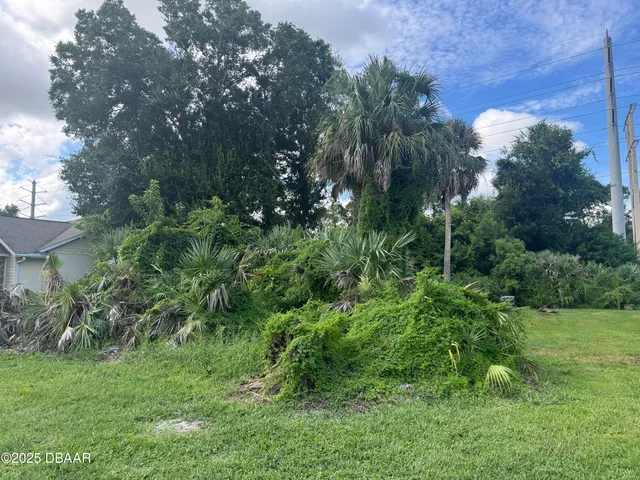 a view of a plant in a garden