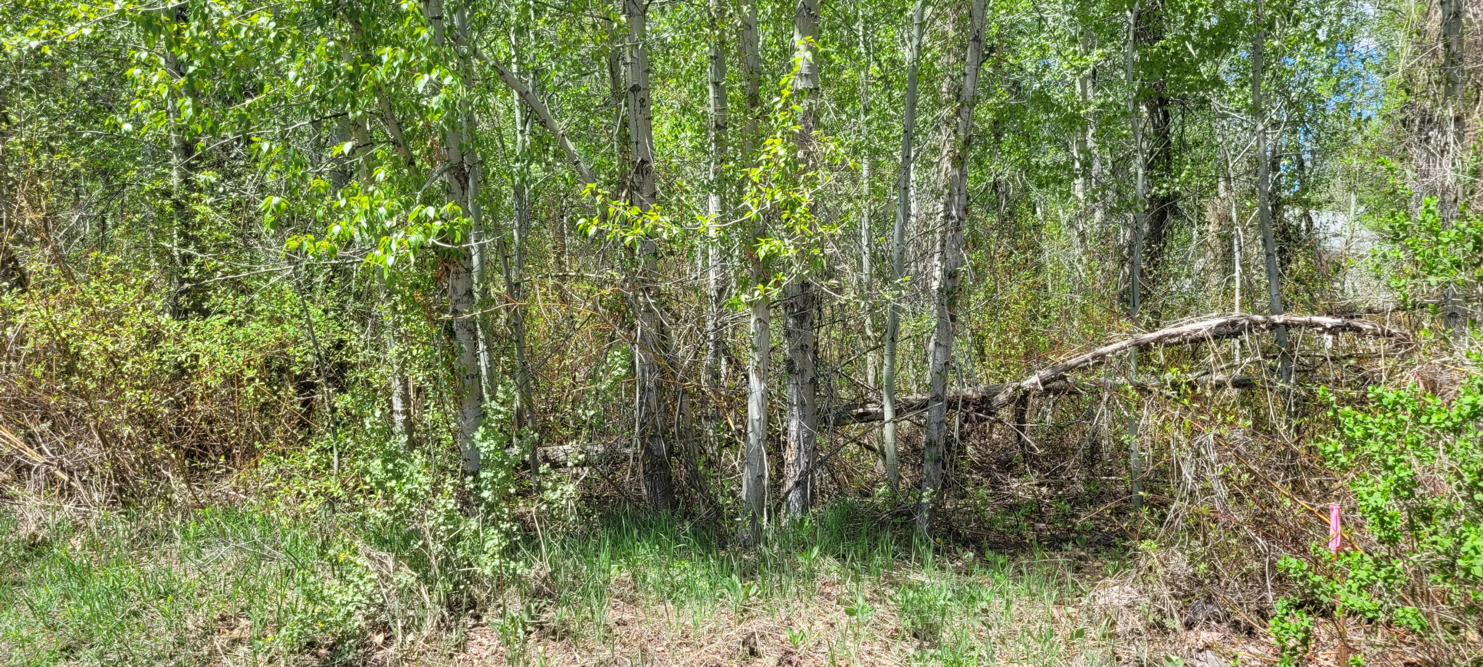 341 Cedar Street Hailey, ID 83333 - Photo 6 of 6 Lots of foliage for privacy