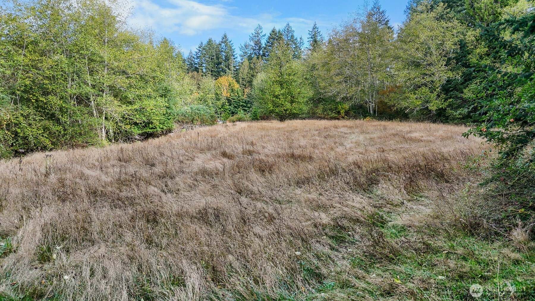 14440 Vantine Road Southeast Tenino, WA 98589 - Photo 11 of 18 a view of a grassy area with trees in the background