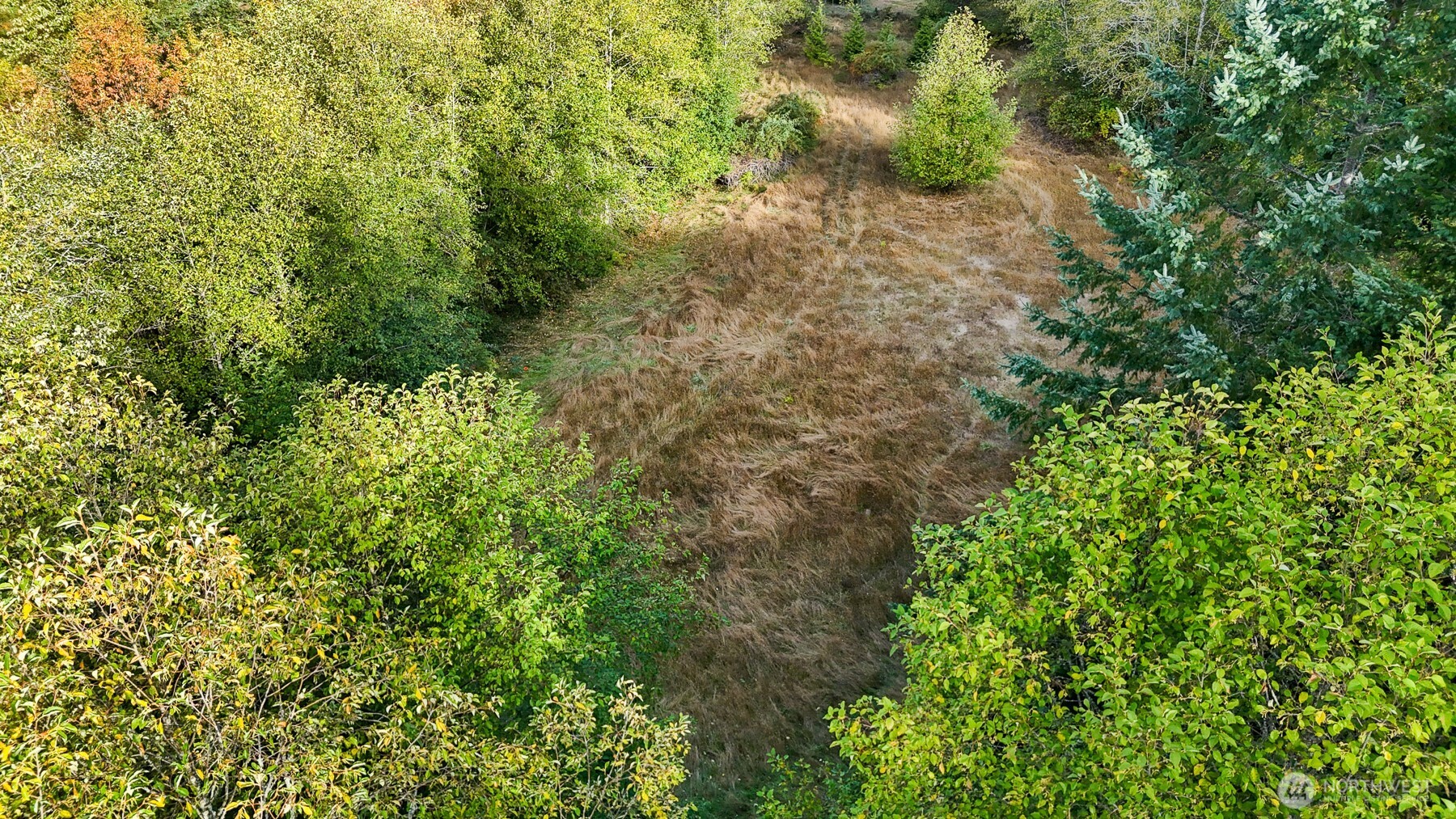 14440 Vantine Road Southeast Tenino, WA 98589 - Photo 13 of 18 a close up of a plant in a garden