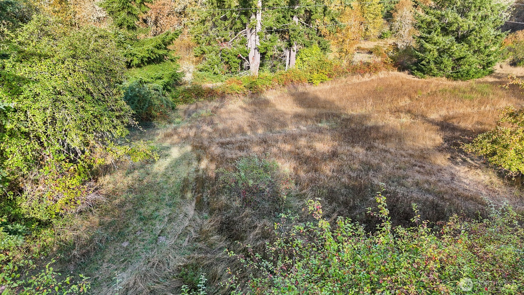 14440 Vantine Road Southeast Tenino, WA 98589 - Photo 10 of 18 a view of a yard with a tree
