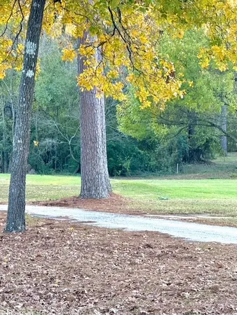 a view of a yard with large trees