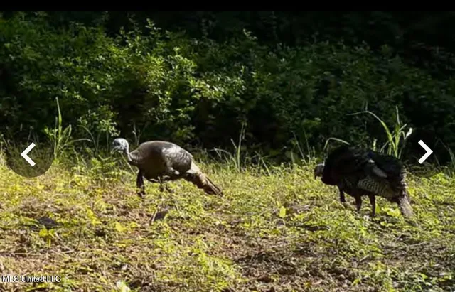 $495,000 | Putnam Road, Belzoni, MS 39038