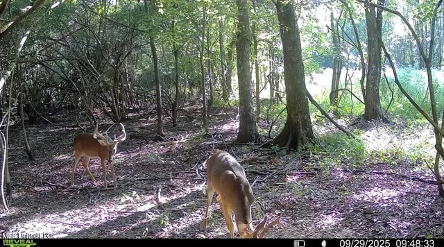 $495,000 | Putnam Road, Belzoni, MS 39038