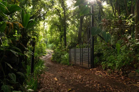a view of a forest with trees