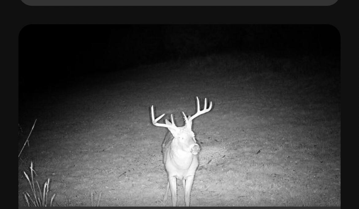 0 Morris Road Sadieville, KY 40370 - Photo 13 of 16 Deer1