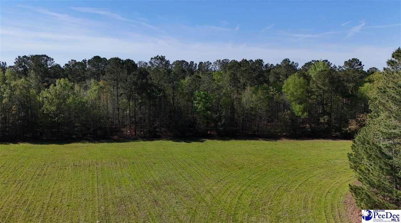 Tbd North Butler Bay Road Greeleyville, SC 29056 - Photo 1 of 1 Gallery Image 1
