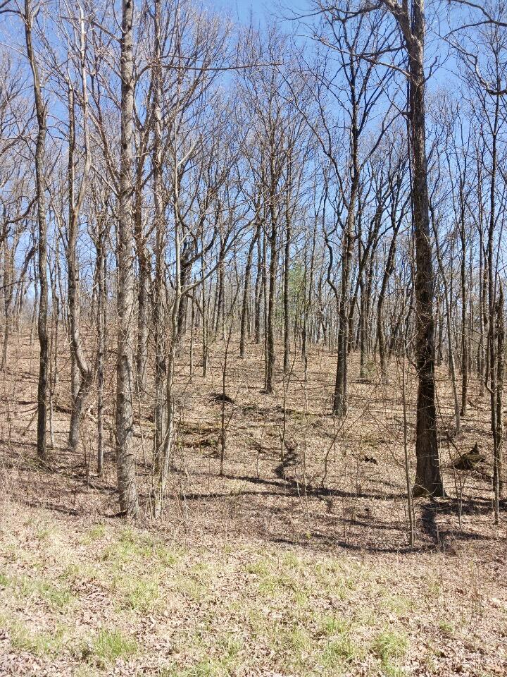 1670 Overlook Trail Spring City, TN 37381 - Photo 11 of 14 overlook11