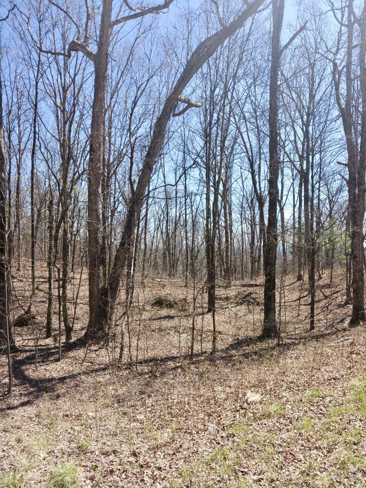 1670 Overlook Trail Spring City, TN 37381 - Photo 9 of 14 overlook9