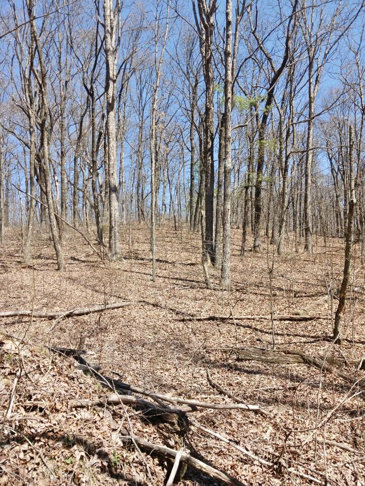 1670 Overlook Trail Spring City, TN 37381 - Photo 10 of 14 overlook10