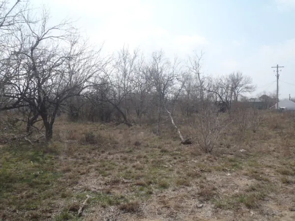 a view of a dry yard with trees