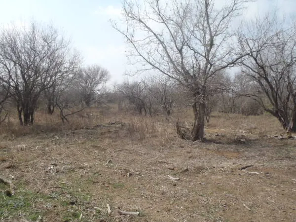 a view of a dry yard with trees
