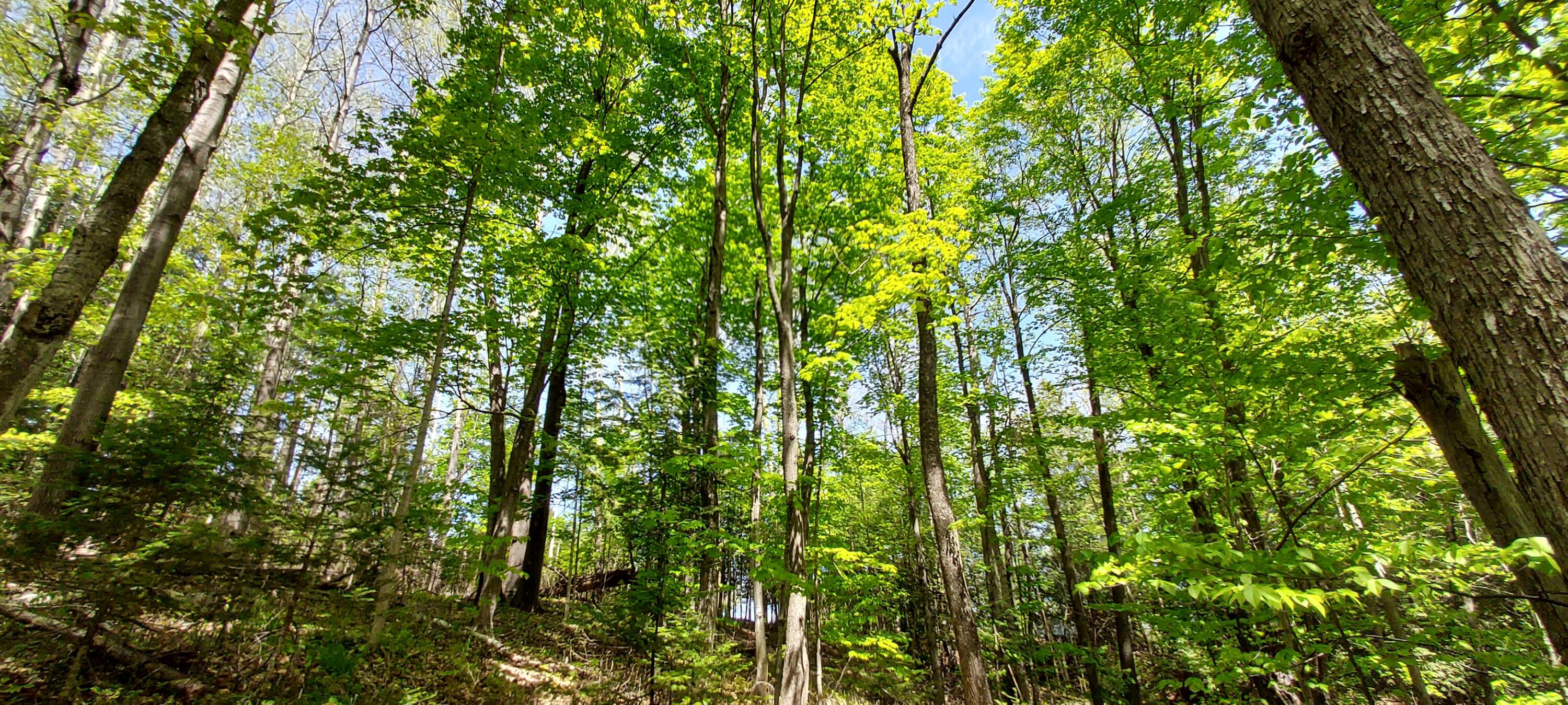 River Rest Road Cheboygan, MI 49721 - Photo 6 of 15 Gallery Image 6