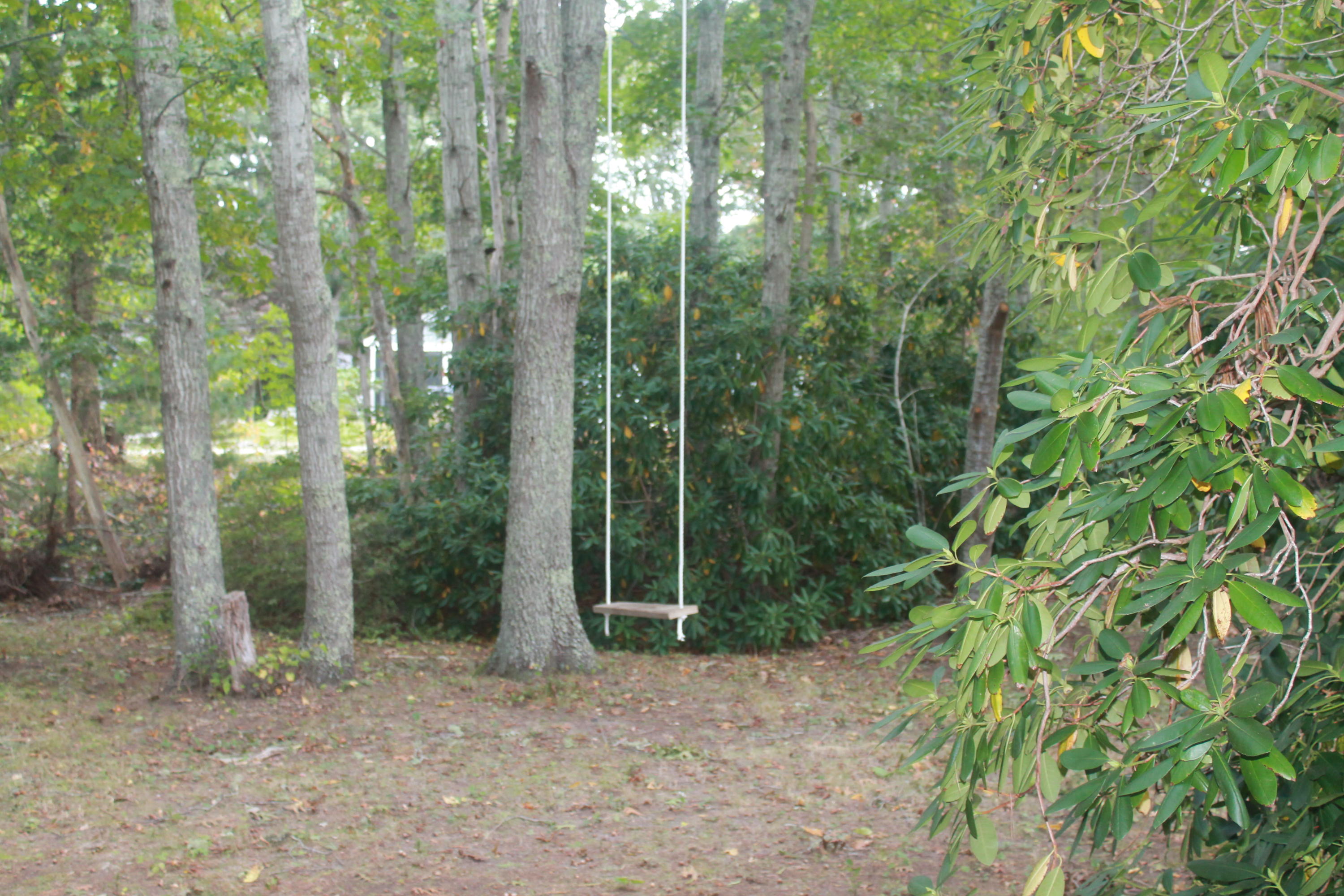 4 Frederick Road Falmouth, MA 02540 - Photo 26 of 27 a view of a forest with trees