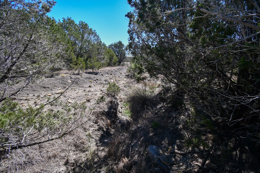 665-699 Cool Creek Rd Camp Kerrville, TX 78028 - Photo 17 of 30 a view of a forest with lots of bushes