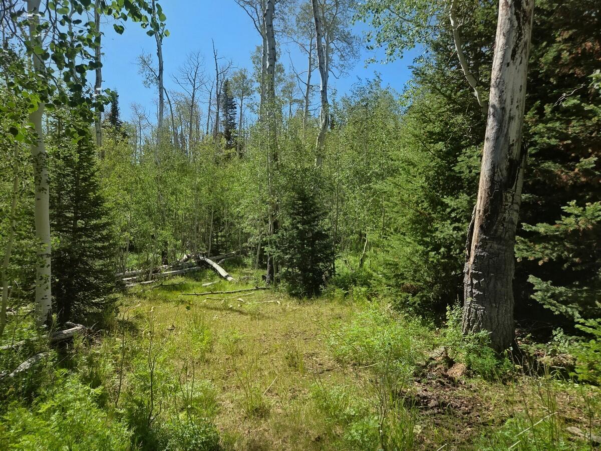 40 Acres Summit Mountain Road Brian Head, UT 84719 - Photo 13 of 32 Of the Property10