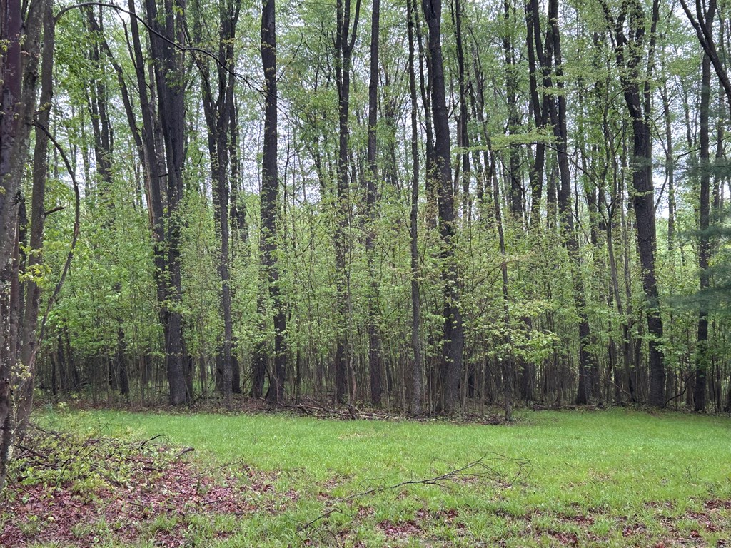 899 Bear Run Road Marienville, PA 16239 - Photo 3 of 21