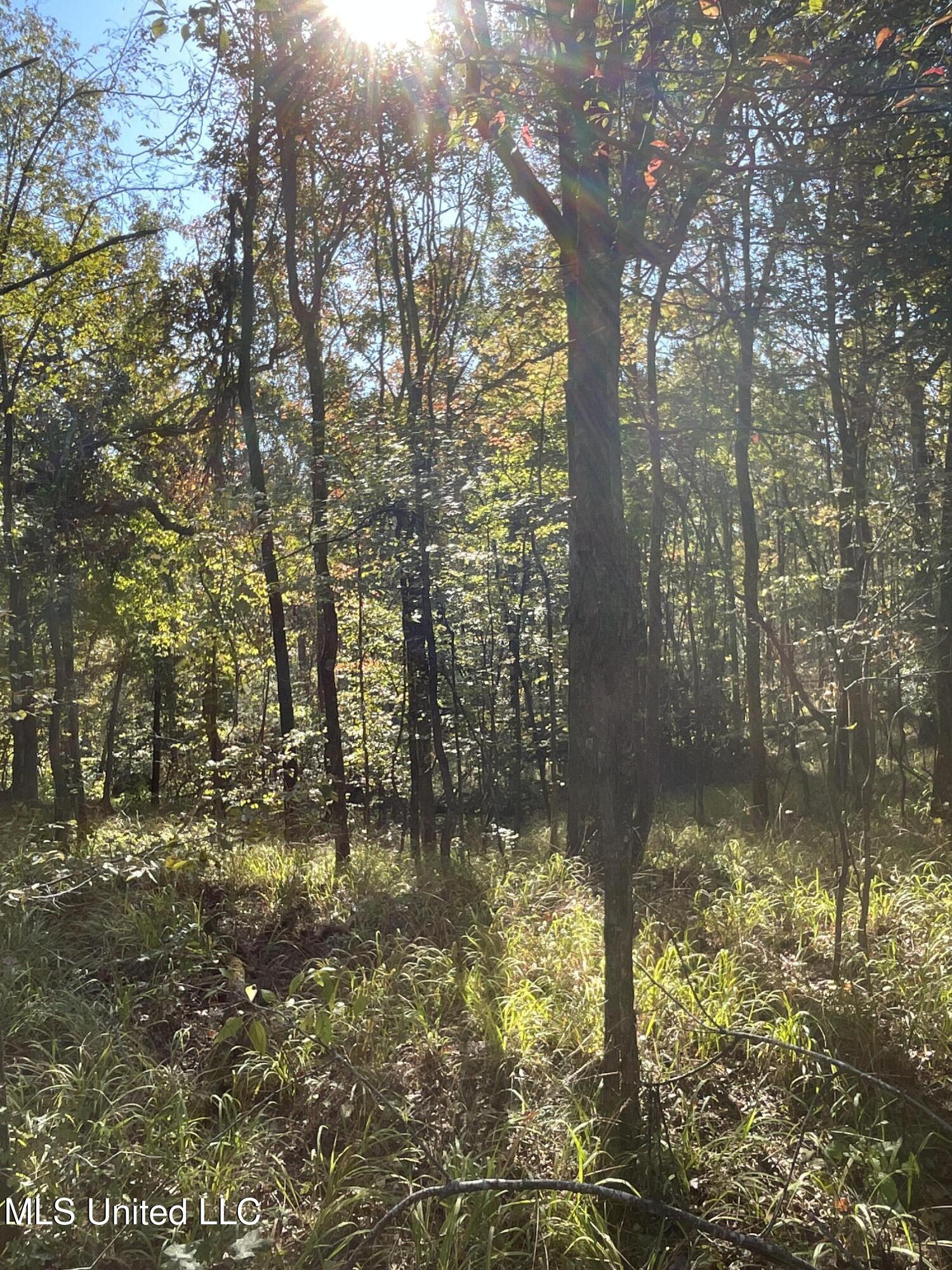 53 Co Road Carrollton, MS 38917 - Photo 4 of 12 167 Carroll Timber1