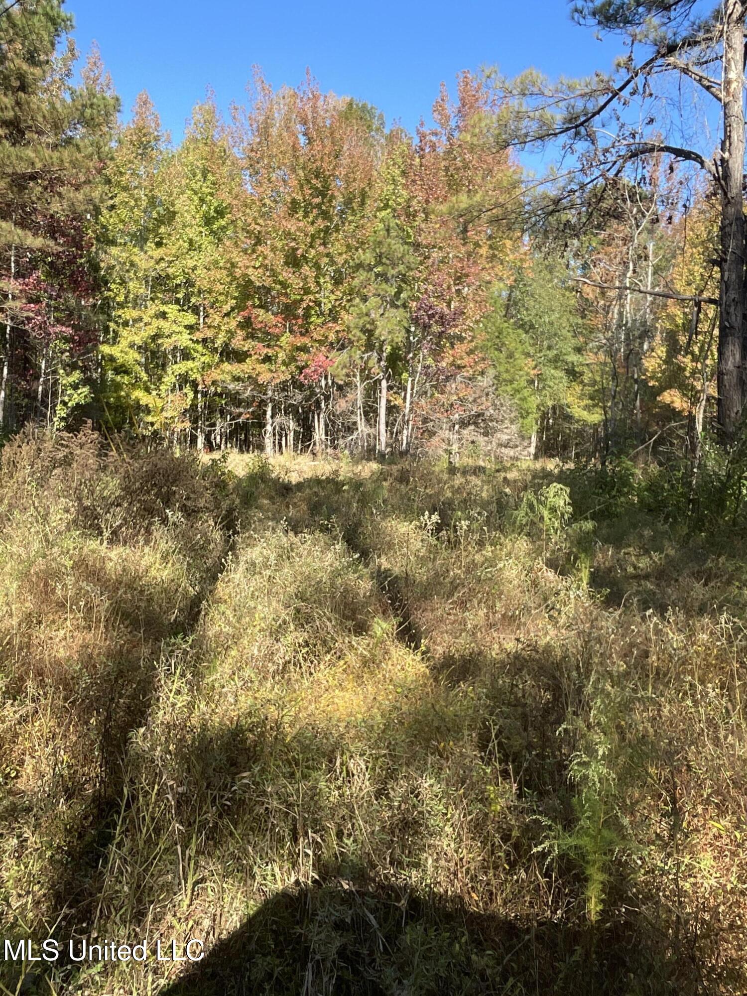 53 Co Road Carrollton, MS 38917 - Photo 7 of 12 167 Carroll Powerline 1