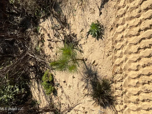 $449,500 | 53 Co Road, Carrollton, MS 38917