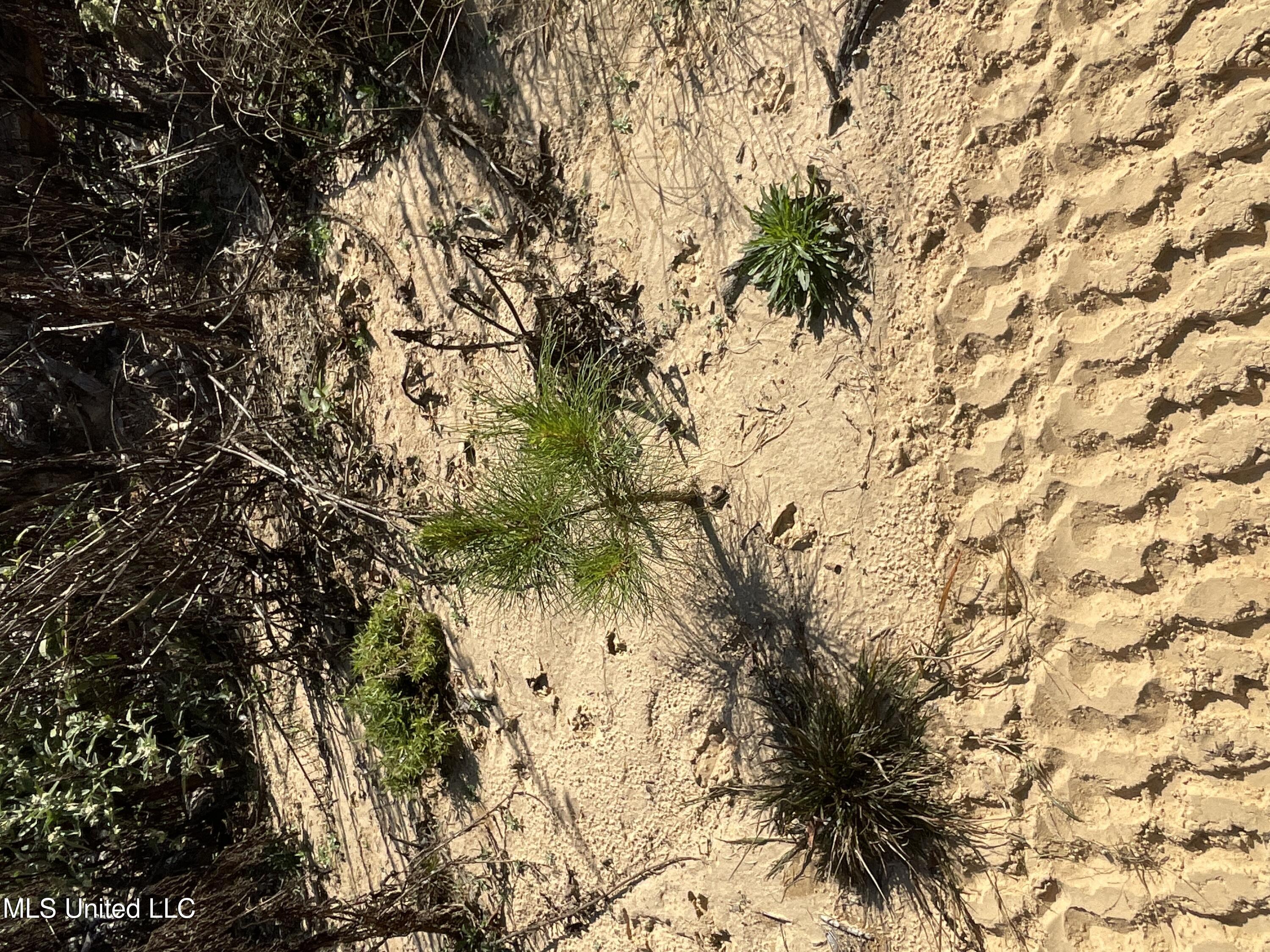 53 Co Road Carrollton, MS 38917 - Photo 8 of 12 167 Carroll sand sign