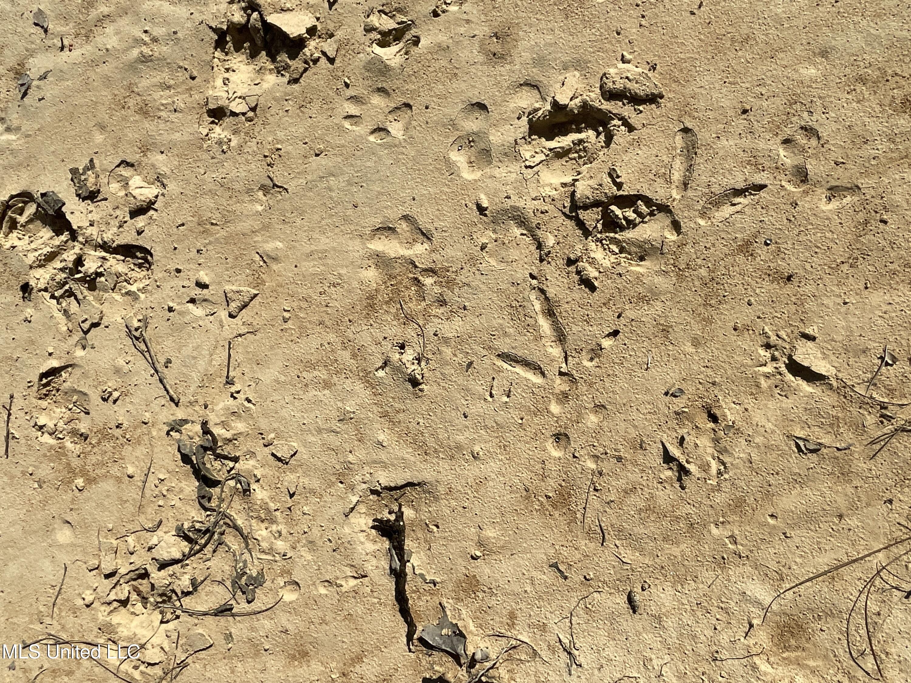 53 Co Road Carrollton, MS 38917 - Photo 10 of 12 167 Carroll turkey sign