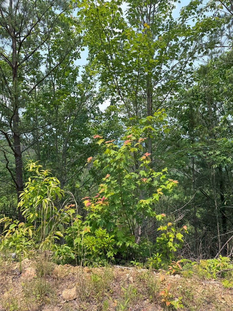 88-acres Bolden Branch Road Andrews, NC 28901 - Photo 23 of 34