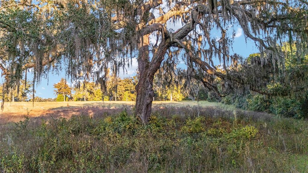 Tbd Southeast 28th Terrace Road Ocala, FL 34480 - Photo 15 of 20 a view of back yard