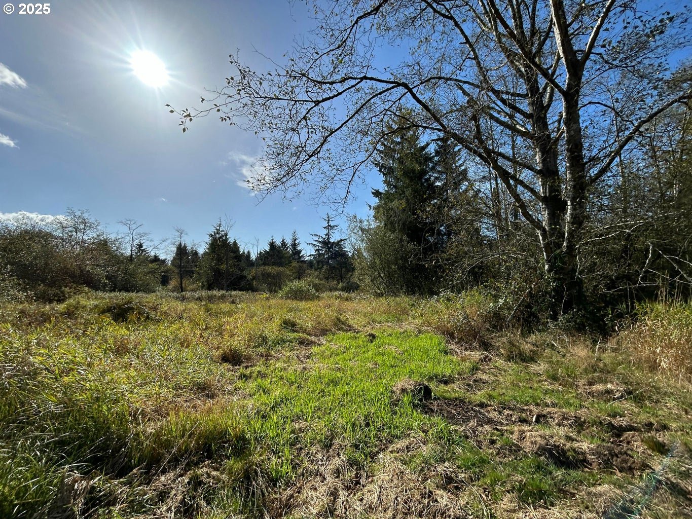 a view of a yard with a tree