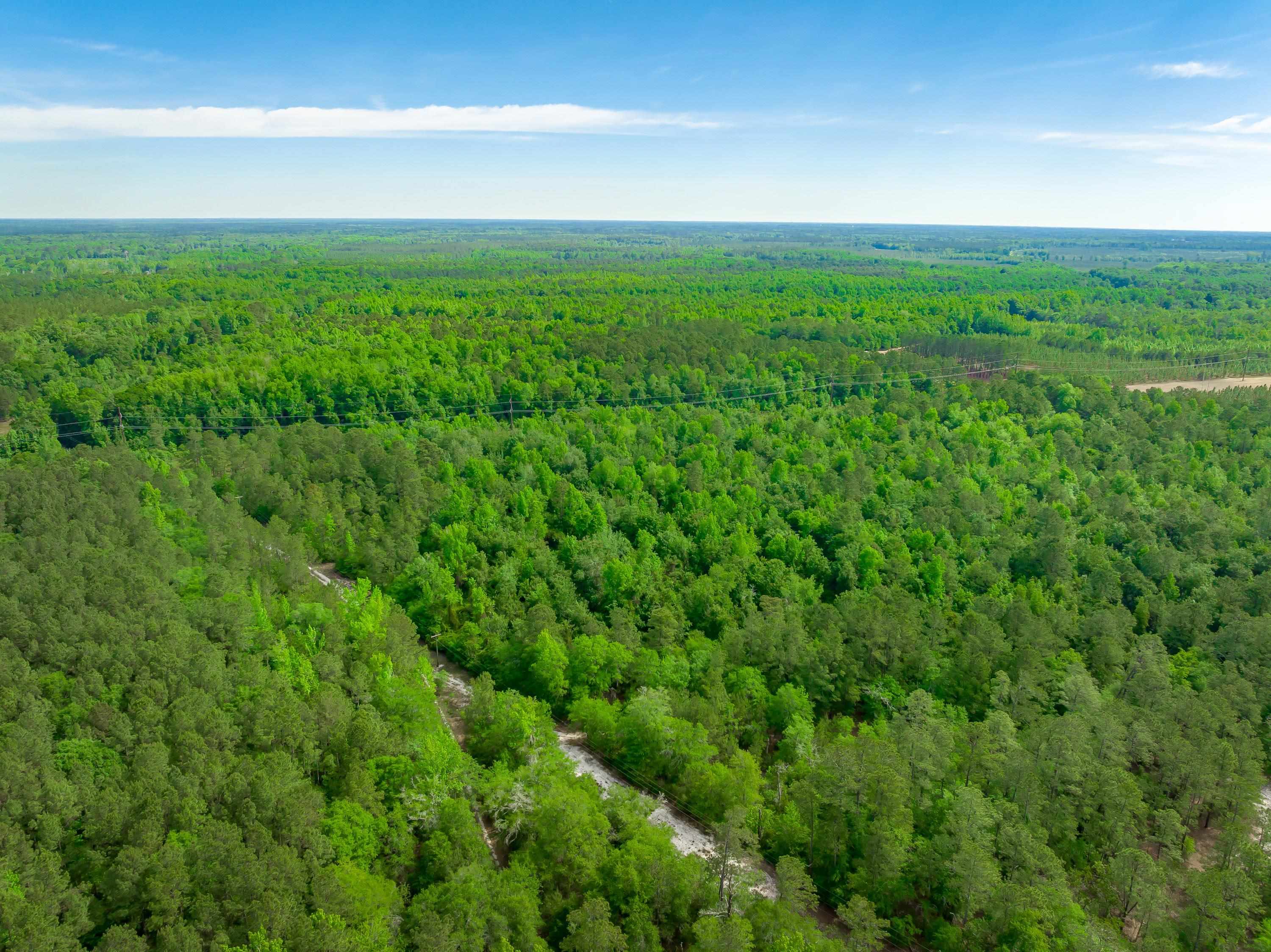 0 Sand Plant Road Nichols, SC 29581 - Photo 7 of 29 Gallery Image 7