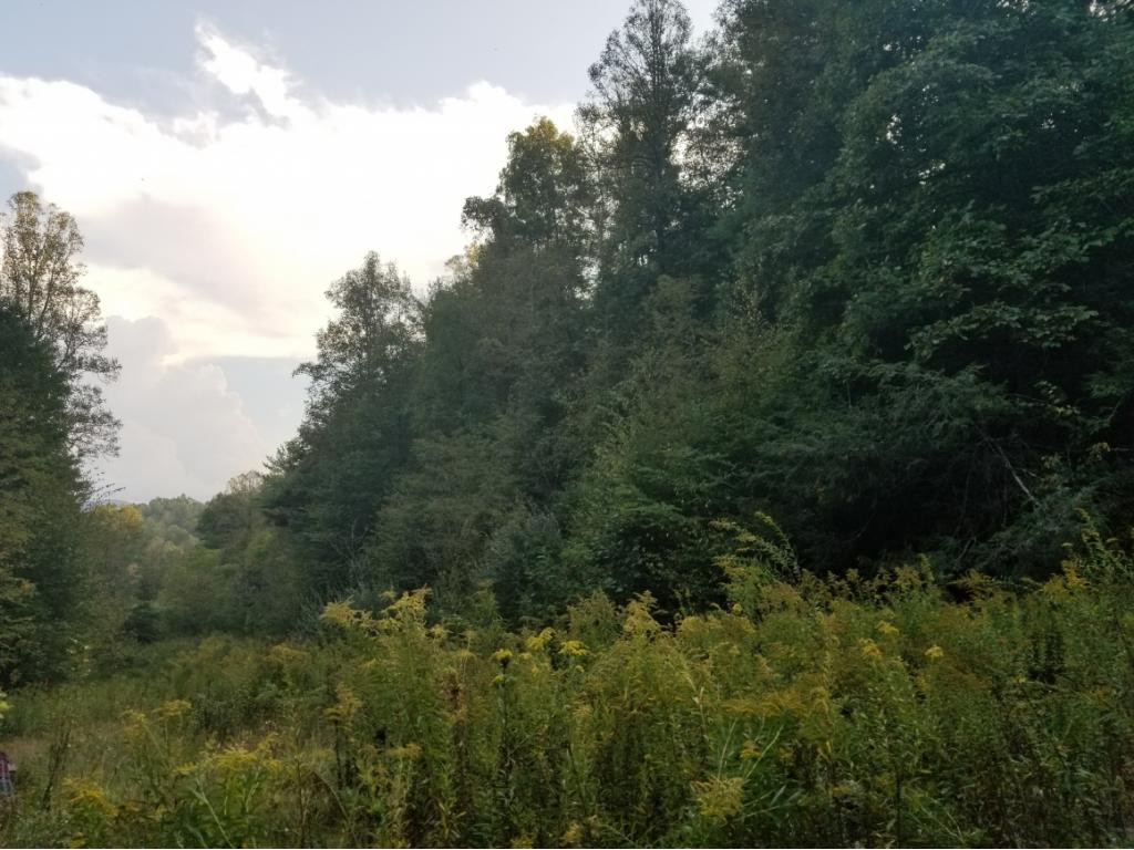 598 Browns Branch Road Hampton, TN 37658 - Photo 11 of 14 Photo 11