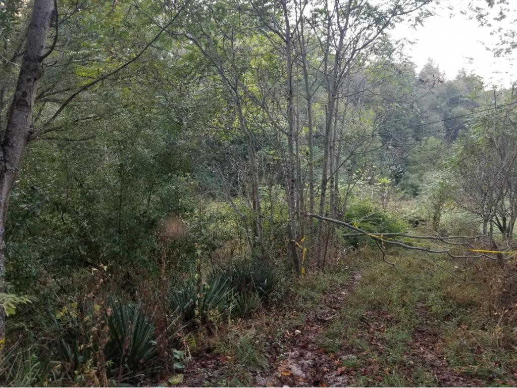 598 Browns Branch Road Hampton, TN 37658 - Photo 13 of 14 Photo 13