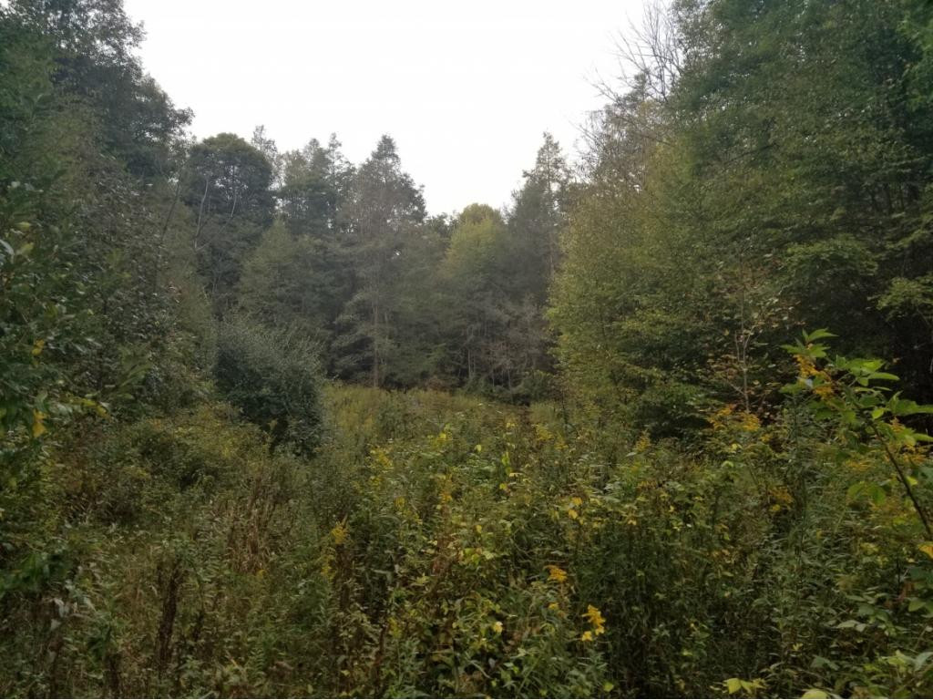 598 Browns Branch Road Hampton, TN 37658 - Photo 3 of 14 Photo 3