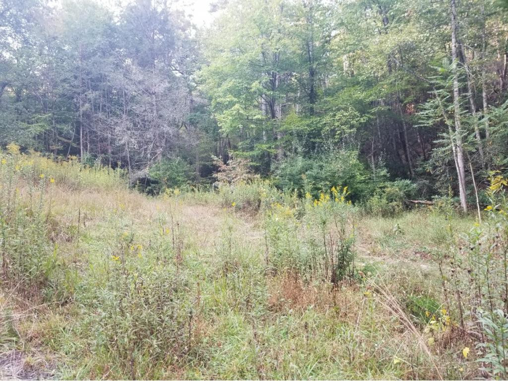 598 Browns Branch Road Hampton, TN 37658 - Photo 4 of 14 Photo 4