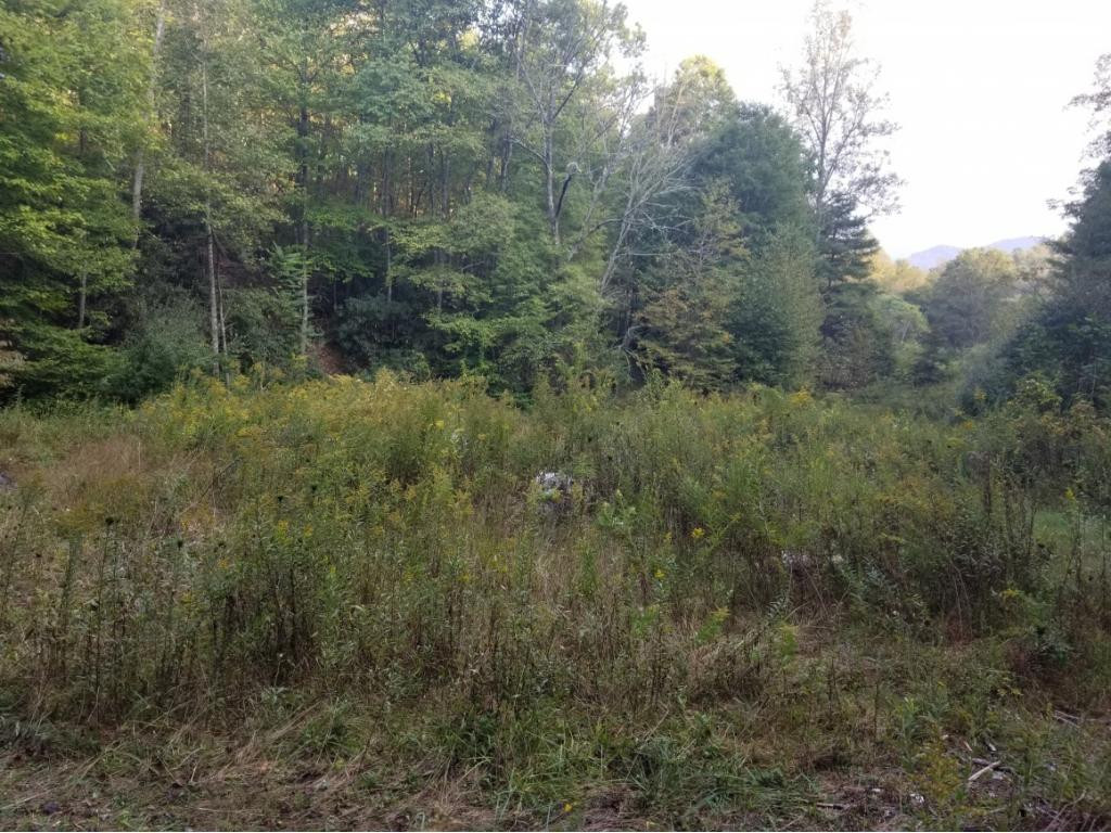 598 Browns Branch Road Hampton, TN 37658 - Photo 6 of 14 Photo 6