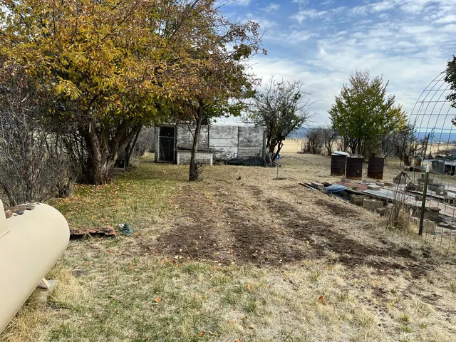 a tree is standing in the yard with large trees