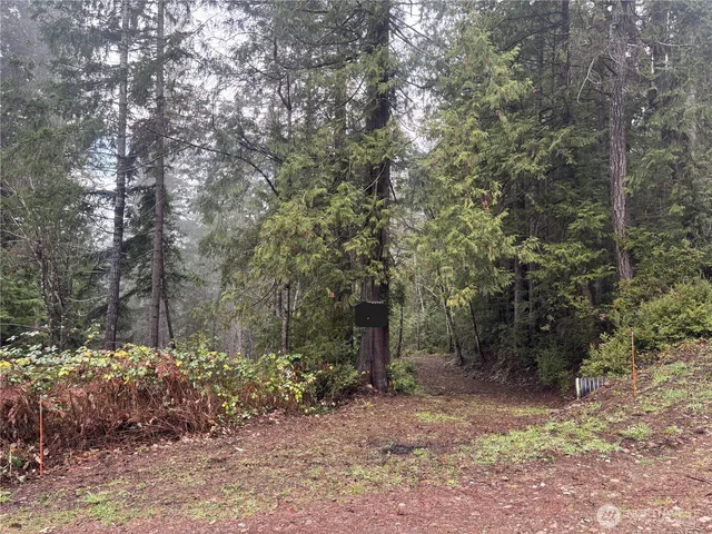 a view of a forest filled with trees