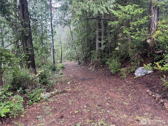 a view of a forest with trees in the background