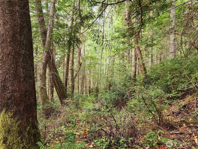 a backyard of a house with lots of plants and large tree