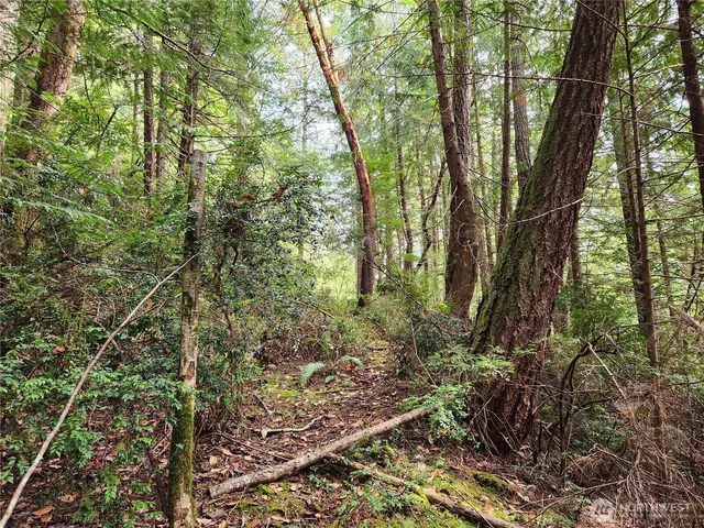 a view of a forest with trees