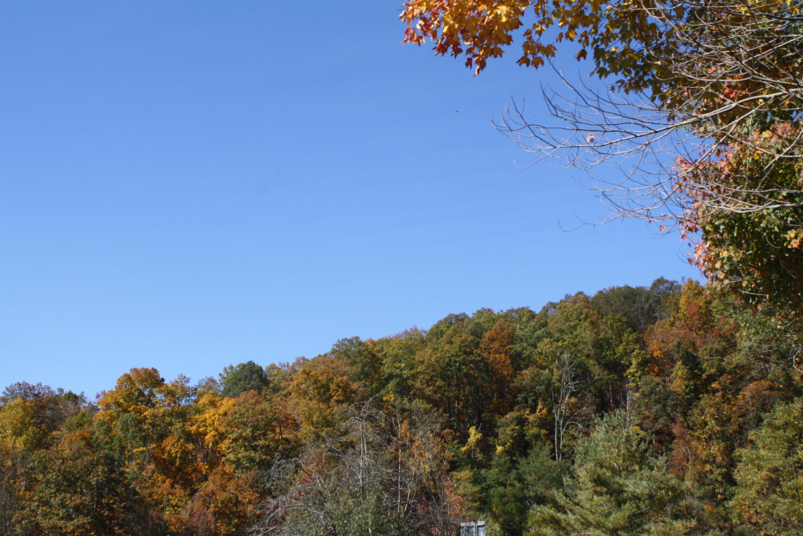 Beech Run Road Jumping Branch, WV 25969 - Photo 4 of 45 Gallery Image 4