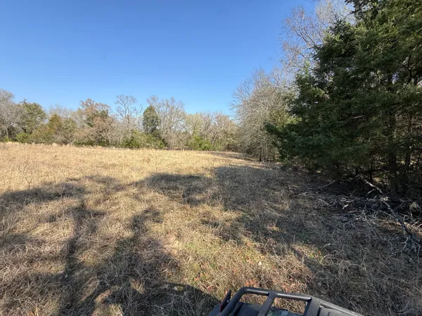 a view of a yard with plants and trees