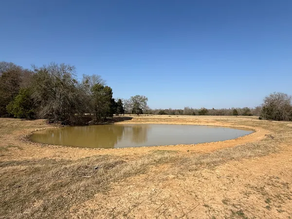 a view of an ocean with a large trees