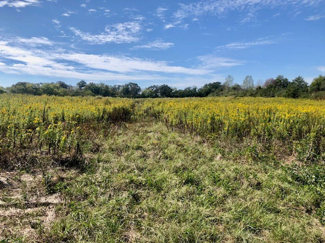 374 Harveytown Road Tylertown, MS 39667 - Photo 5 of 18 Photo 5