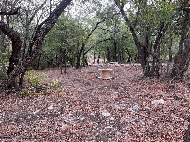 a view of a forest with trees in the background