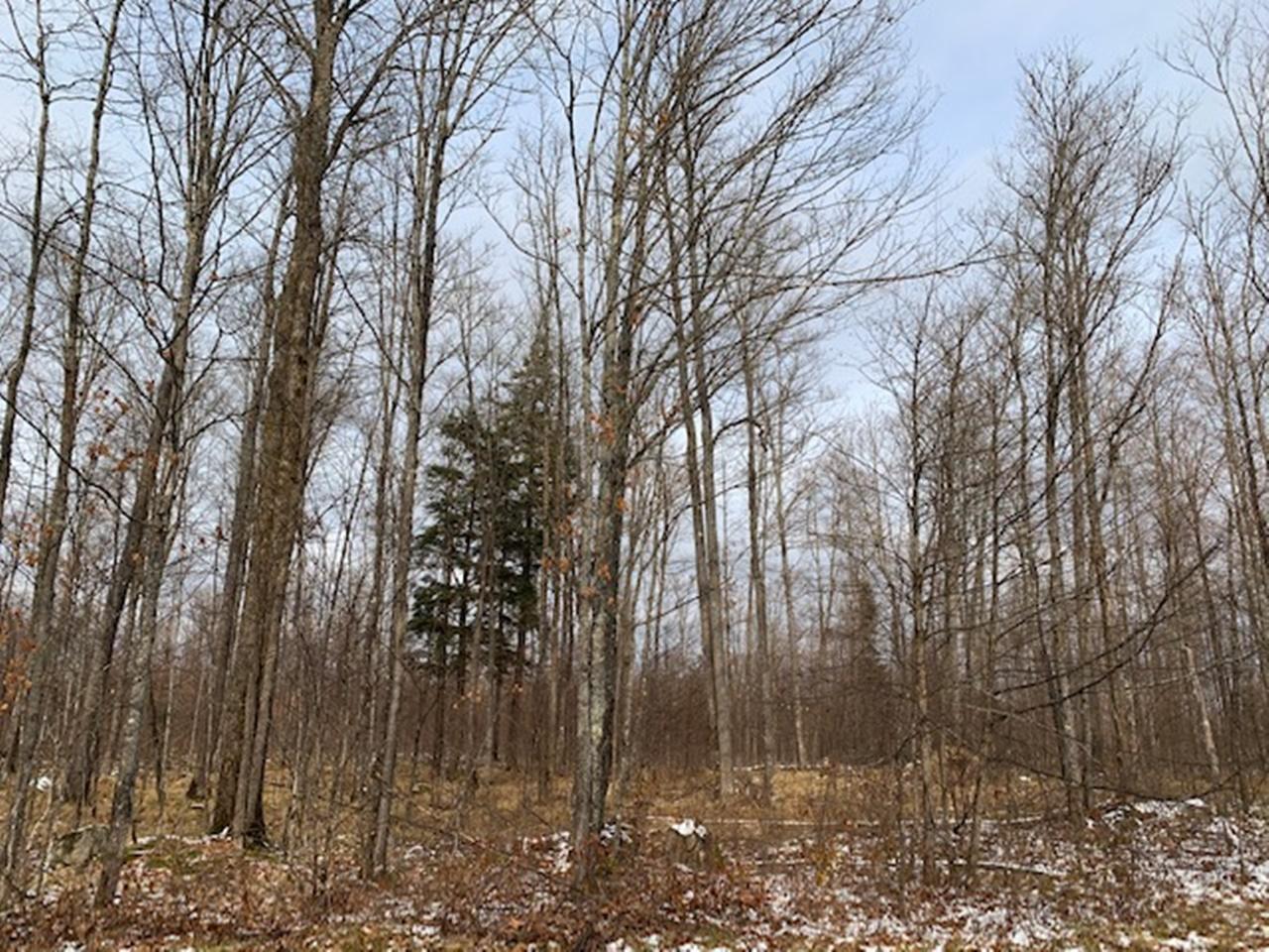 1 Beaver Lodge Road Mercer, WI 54547 - Photo 1 of 6 Gallery Image 1